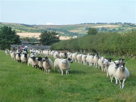 sheep on the move